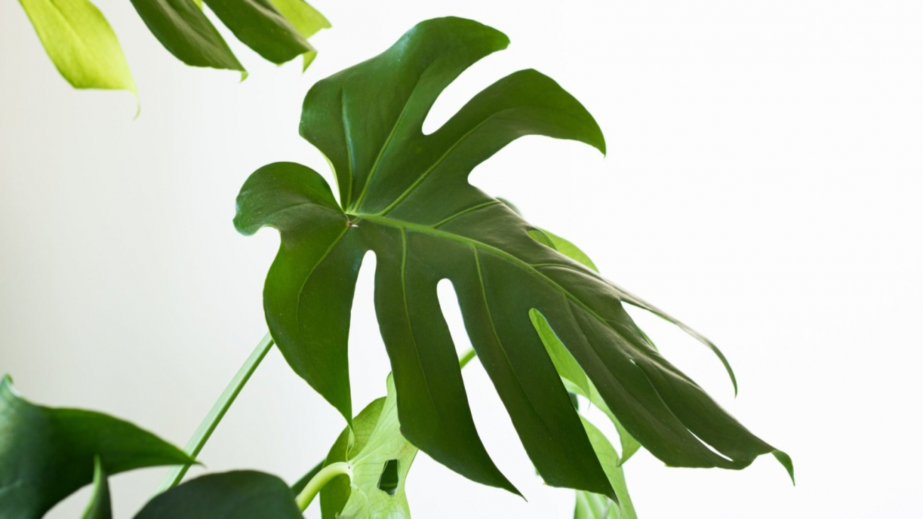 ergita-sela-OFrc0b8ruts-unsplash-scaled-1600x900